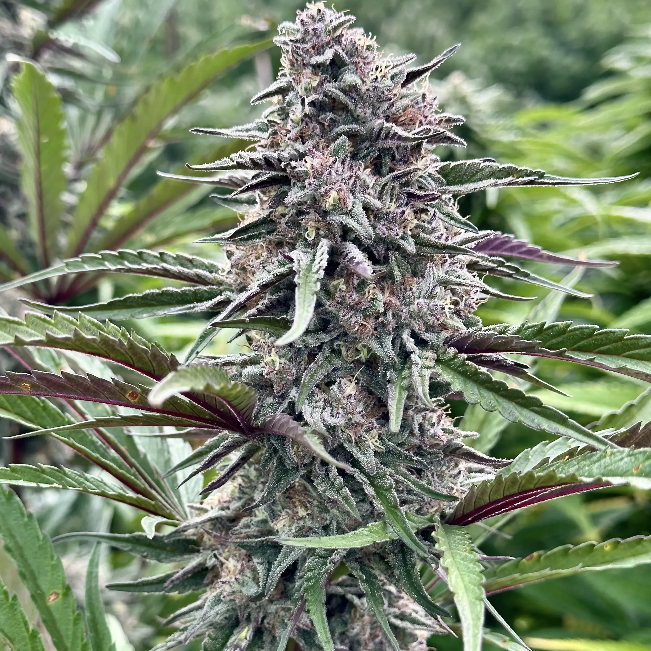 Permanent Marker S1 (F) strain photo
