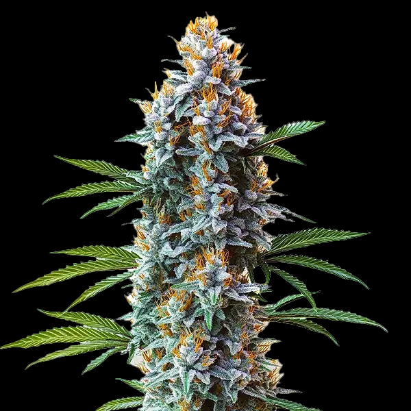 Blue Cheese (F) strain photo