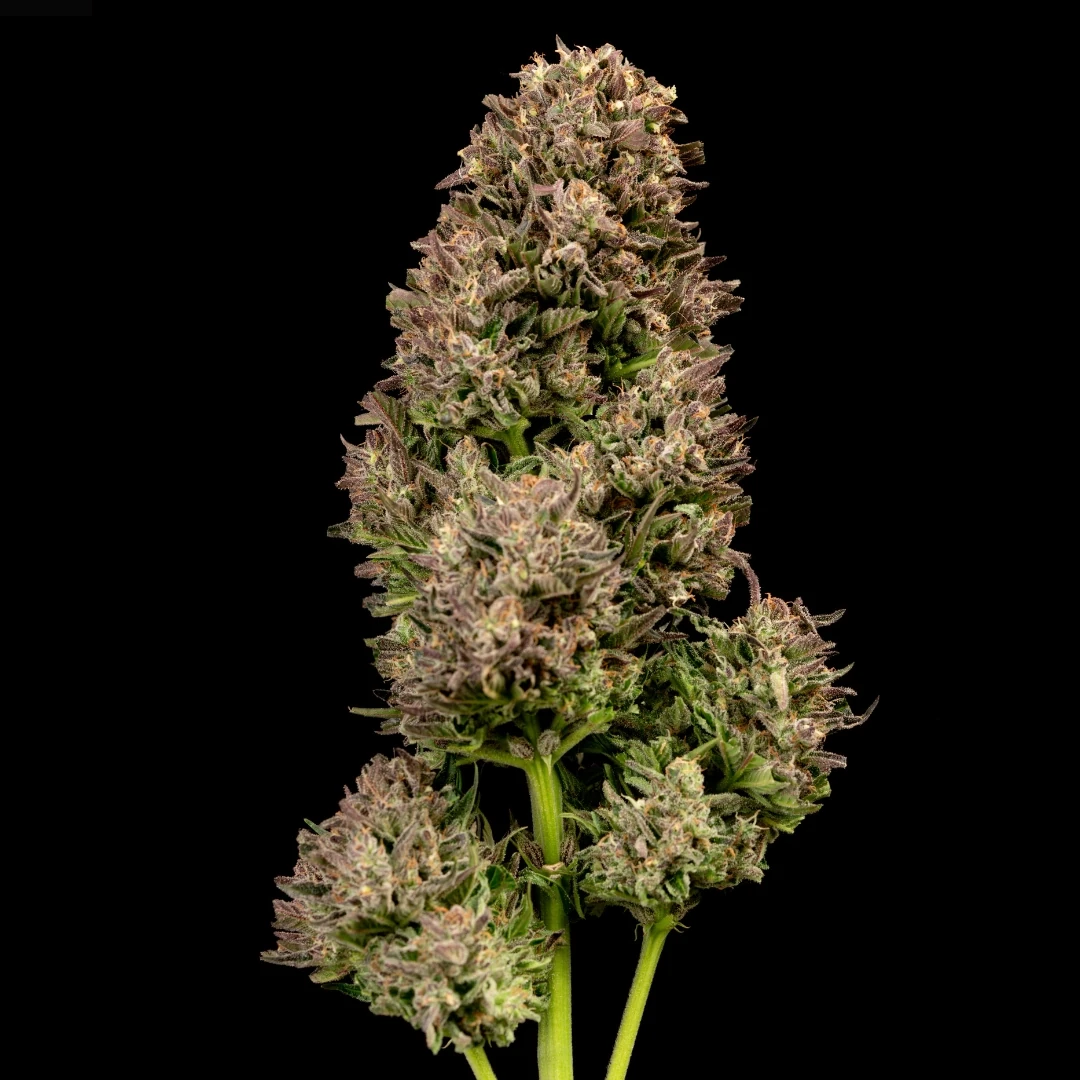 Black Garlic F1 Auto strain photo