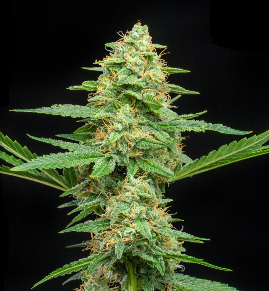 Sour Pebbles F1 Auto strain photo